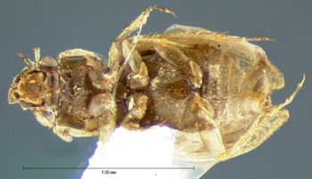 Media type: image;   Entomology 3128 Aspect: habitus ventral view